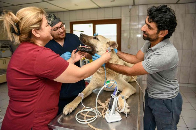 Kamyonetin Arkasında Sürüklenen Köpek Tedavi Altına Alındı