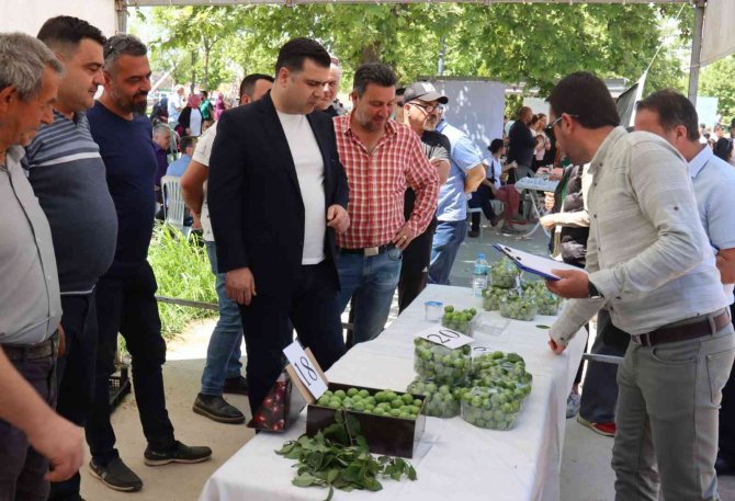 Turgutlu’da ‘En Güzel Erik Yarışması’ Düzenlendi
