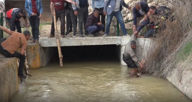 Sulama Kanalına Düşen Hayvanlar Kurtarıldı