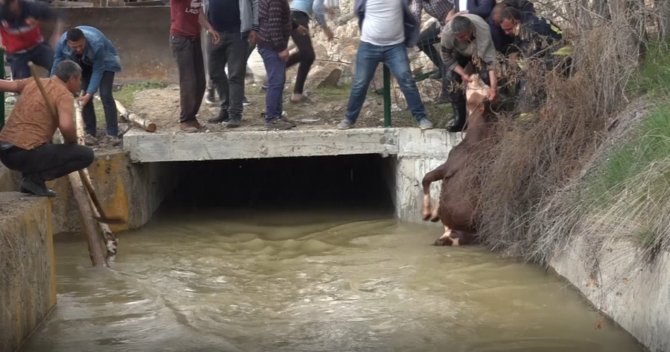 Sulama Kanalına Düşen Hayvanlar Kurtarıldı