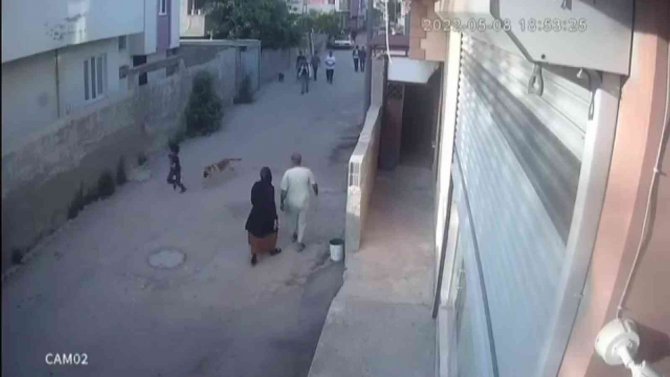 Sokak Köpeğinin Küçük Çocuğa Saldırdığı Anlar Kamerada