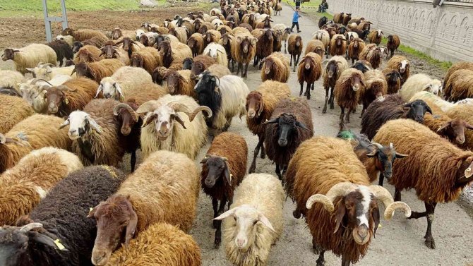 Ağrılı Göçerler Koyun Sürüsüyle Yaylaların Yolunu Tuttu