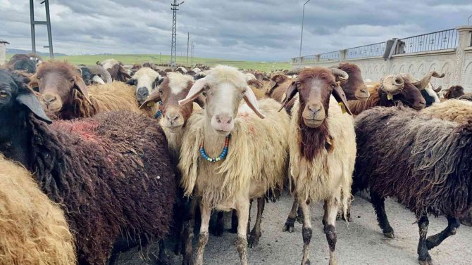 Ağrılı Göçerler Koyun Sürüsüyle Yaylaların Yolunu Tuttu