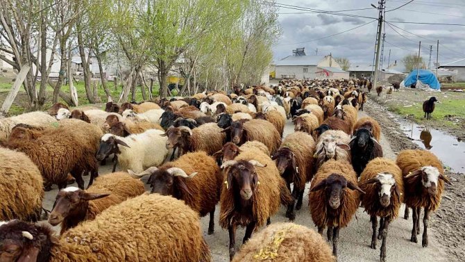 Ağrılı Göçerler Koyun Sürüsüyle Yaylaların Yolunu Tuttu