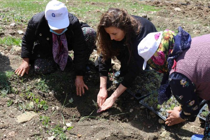 Üreticiye Tıbbi Ve Aromatik Bitki Yetiştiriciliği Kursu Verildi