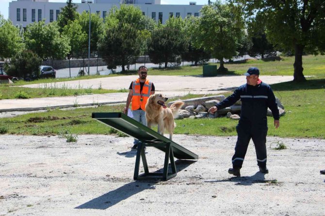 Arama Kurtarma Köpeklerinden Başarılı Sınav
