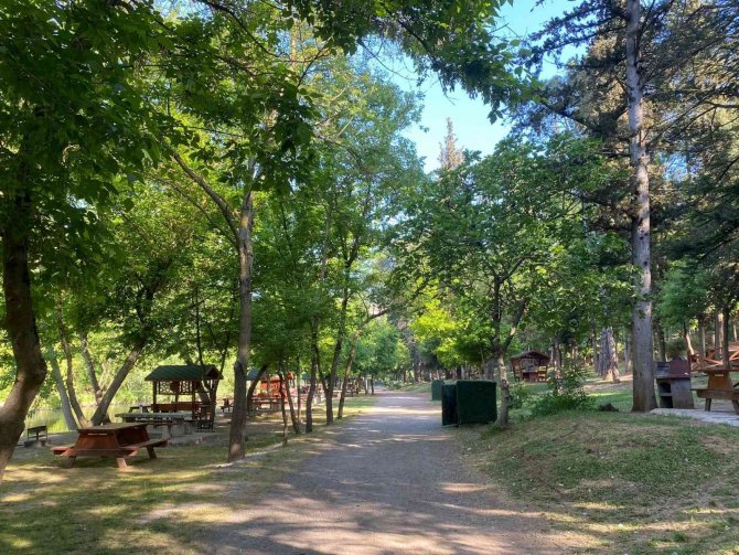 Domuz Sürüsü Tabiat Parkına İndi