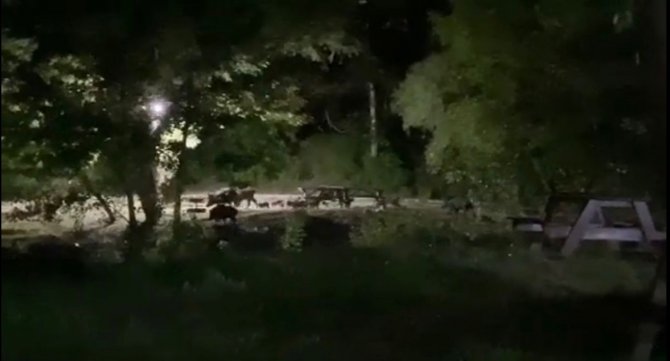 Domuz Sürüsü Tabiat Parkına İndi