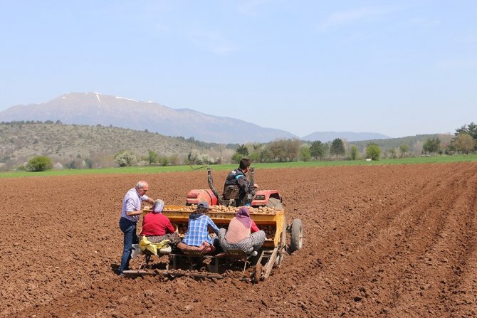 Coğrafi İşaretli Bolu Patatesi Toprakla Buluştu