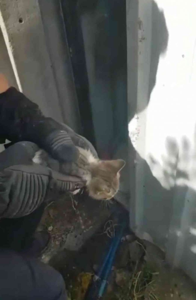 İ̇ki Duvar Arasına Sıkışan Kediyi İtfaiye Kurtardı