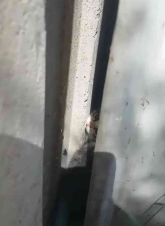 İ̇ki Duvar Arasına Sıkışan Kediyi İtfaiye Kurtardı