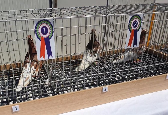 Denizli Irkı ‘Tokur’ Güvercinler Podyuma Çıktı