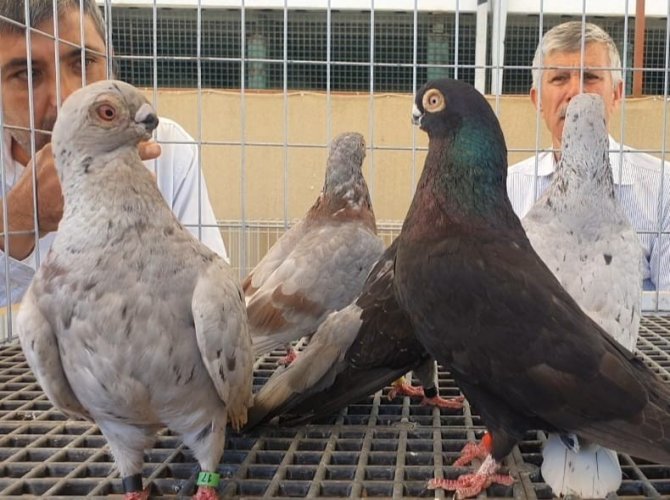 Denizli Irkı ‘Tokur’ Güvercinler Podyuma Çıktı