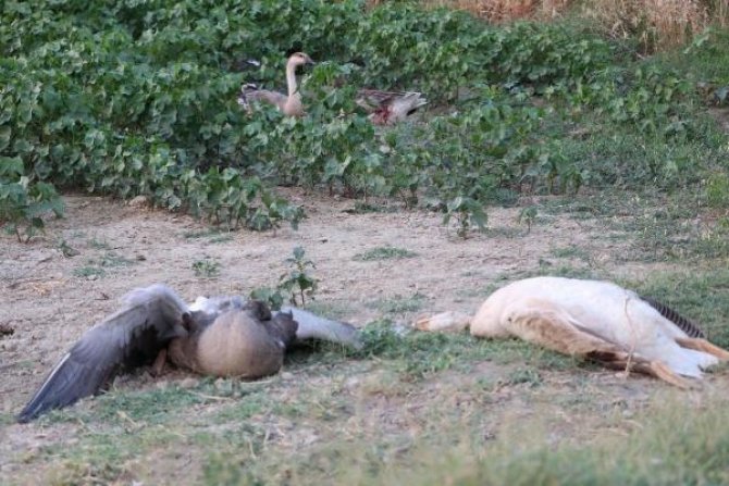 Chp’li Başkanın 40 Kazı Öldürdüğü İddiasıyla Açılan Dava Ertelendi