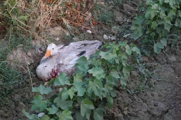 Chp’li Başkanın 40 Kazı Öldürdüğü İddiasıyla Açılan Dava Ertelendi