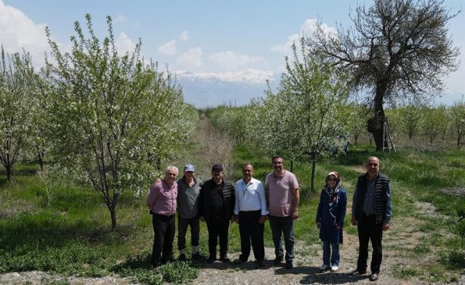 Erzincan’da Beyaz Gelinliği Giyinen Vişne Bahçeleri Kontrol Ediliyor