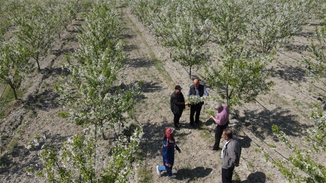 Erzincan’da Beyaz Gelinliği Giyinen Vişne Bahçeleri Kontrol Ediliyor