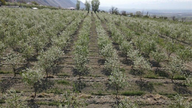 Erzincan’da Beyaz Gelinliği Giyinen Vişne Bahçeleri Kontrol Ediliyor