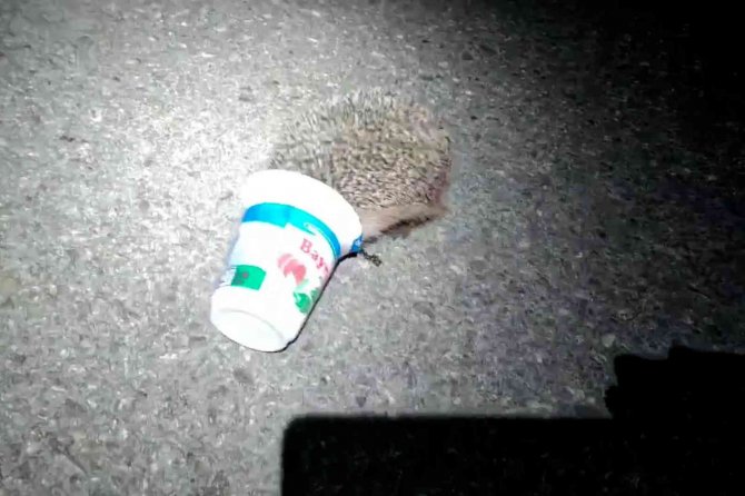 Kafasını Ayran Kutusuna Sıkıştıran Yavru Kirpiyi Kurtardı