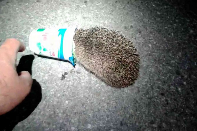 Kafasını Ayran Kutusuna Sıkıştıran Yavru Kirpiyi Kurtardı