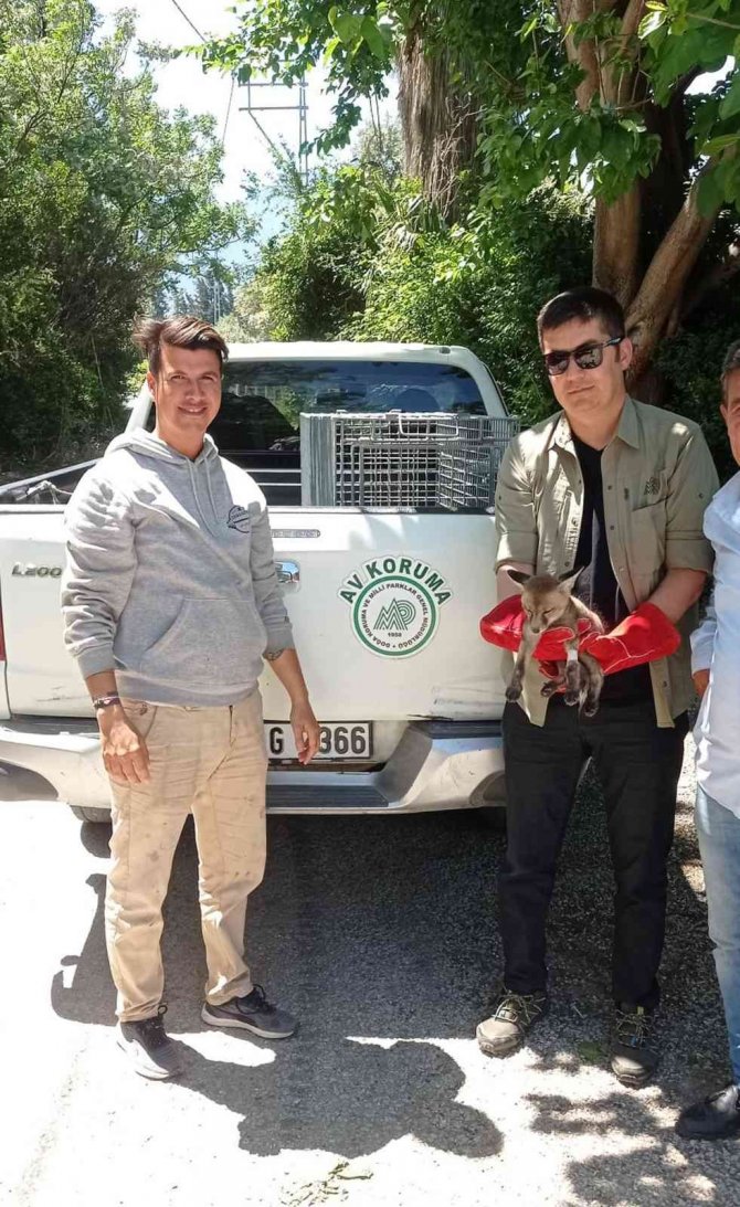 Ayağından Yaralı Halde Bulunan Tilki Tedavi Altına Alındı