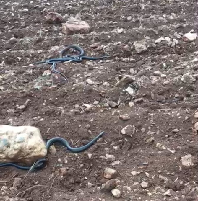 Arazi Genişletirken Kayaların Altında 2 Metrelik Yılanlar Çıktı