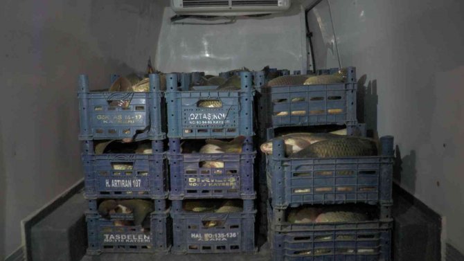 Sazan Kaçakçısı Kayseri’de Yakalandı