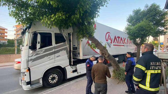 Park Etmeye Çalışan Tırın Üzerine Ağaç Devrildi