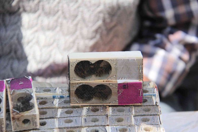 Mut’ta Bal Üreticilerine Kafkas Irkı Anaç Arı Dağıtıldı