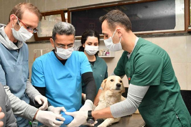Son 3 Yılda 6 Bin 550 Sahipsiz Sokak Hayvanı Tedavi Edildi