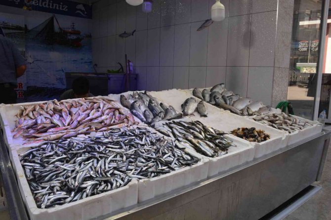 Sinop’ta Avlanan Az Miktarda Hamsi, Kilosu 60 Liradan Satılıyor