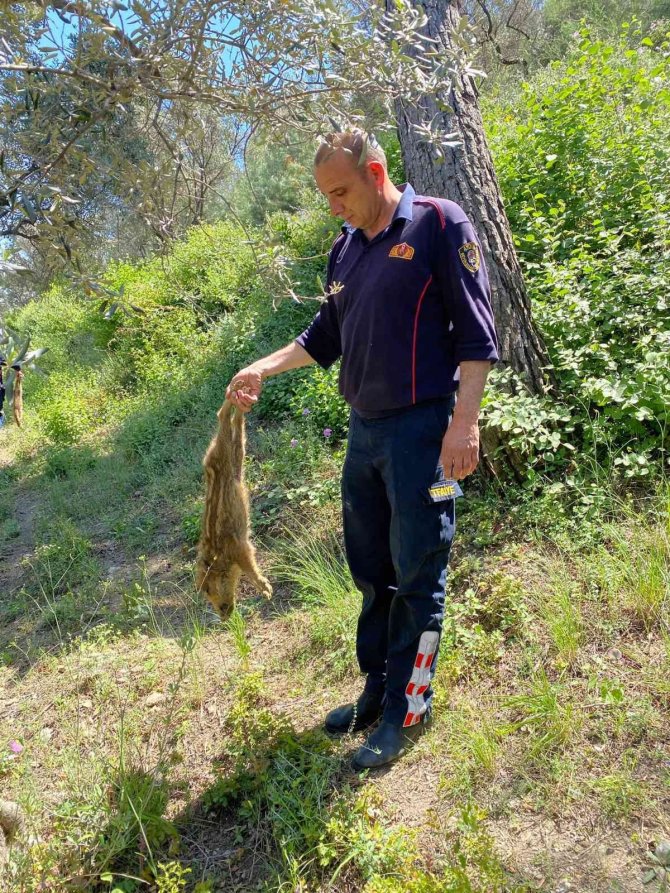 Kuyuya Düşen Domuzları İtfaiye Kurtardı