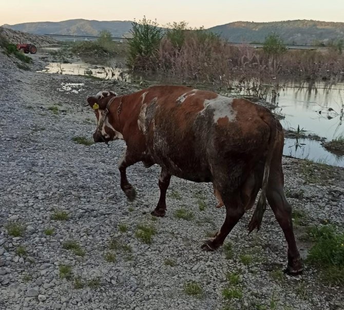 Filyos Nehrinde Balçığa Saplanan İnek Kurtarıldı