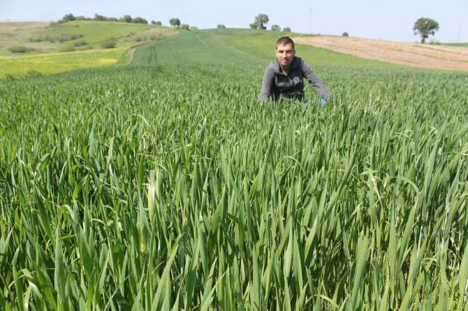 Buğday Üreticisi Yağmur Bekliyor