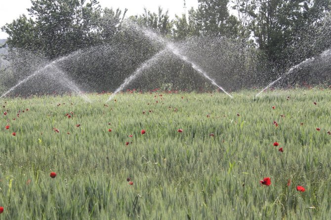 Buğday Üreticisi Yağmur Bekliyor
