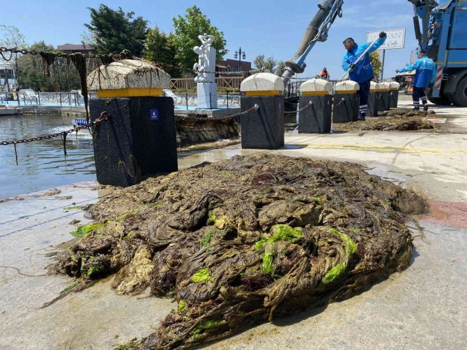 Büyükçekmece Dalyan’da Yosun Temizliği Devam Ediyor