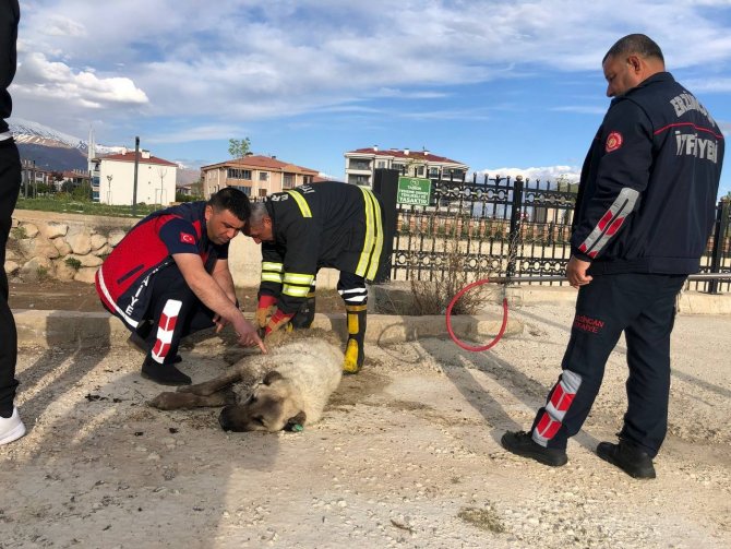 Dereye Düşüp Balçığa Saplanan Köpeği İtfaiye Kurtardı