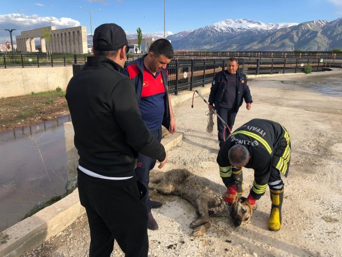 Dereye Düşüp Balçığa Saplanan Köpeği İtfaiye Kurtardı