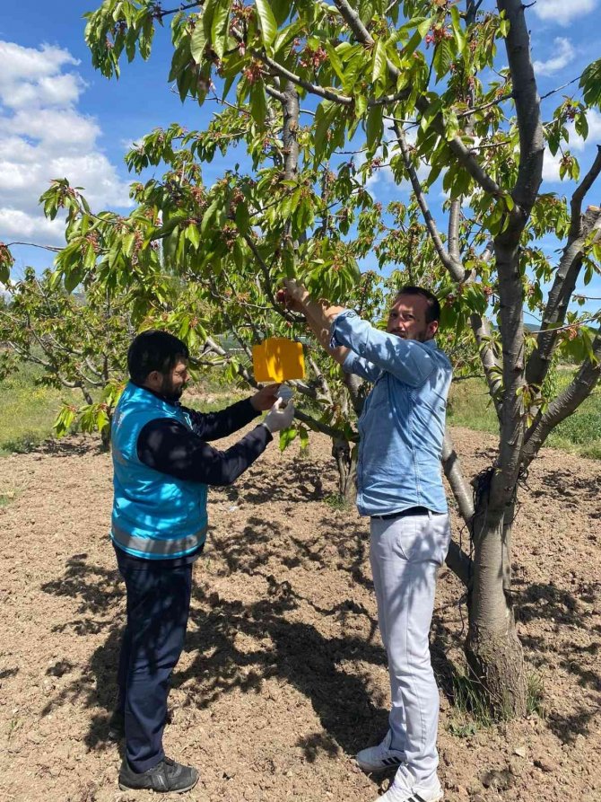 Gediz’de Kiraz Sineği İle Mücadele Başladı
