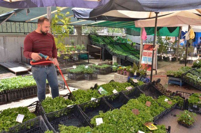 Fideler Görücüye Çıktı