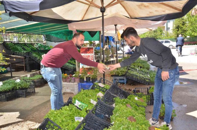 Fideler Görücüye Çıktı