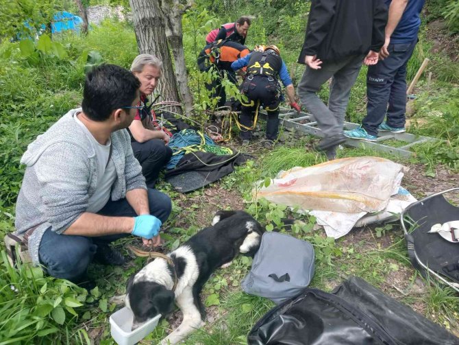 8 Metre Derinlikteki Su Kuyusuna Düşen Köpekler Kurtarıldı