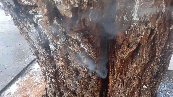 Kovuğuna Atılan Sigara İzmaritinden Ağaç Tutuştu