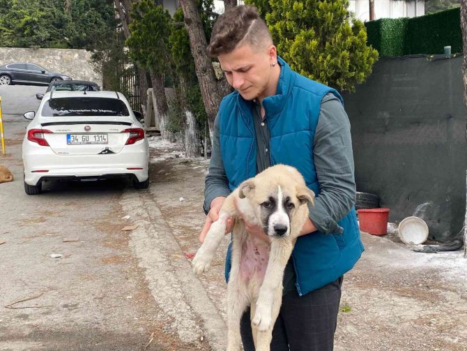 Maltepe’de Sokak Köpeğini Ezen Taksici, Arkasına Bakmadan Kaçtı
