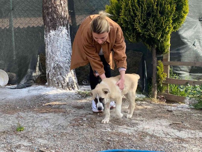 Maltepe’de Sokak Köpeğini Ezen Taksici, Arkasına Bakmadan Kaçtı