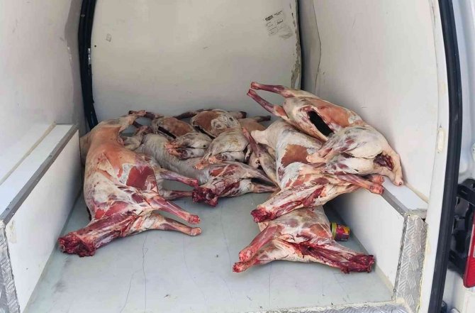 Kaçak Kesim Havyan Eti Yakalandı