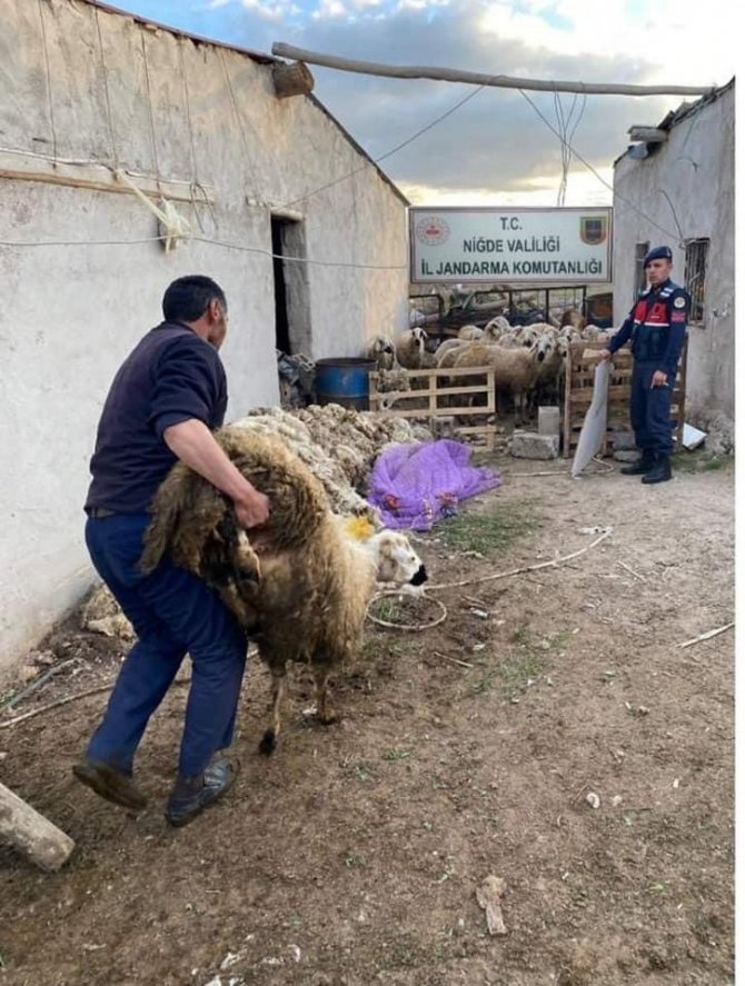 Jandarma Koyun Hırsızını Kısa Sürede Yakaladı
