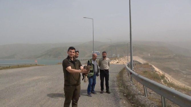 Nesli Tükenmekte Olan ‘Kızıl Şahin’ Tedavisinin Ardından Doğaya Salındı