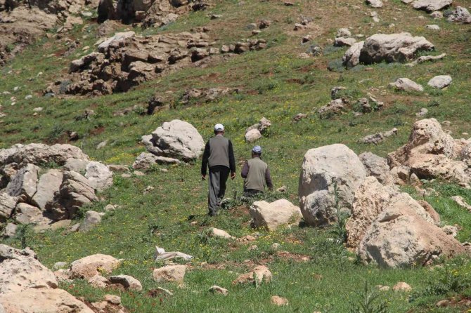 Gabar Dağı’nda İki Gündür Kayıp Olan Vatandaşı Bulma Çalışmaları Devam Ediyor