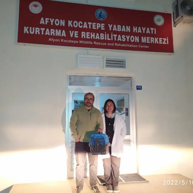 Yaralı Bulunan Arı Şahini Akürem’de Tedavi Altına Alındı
